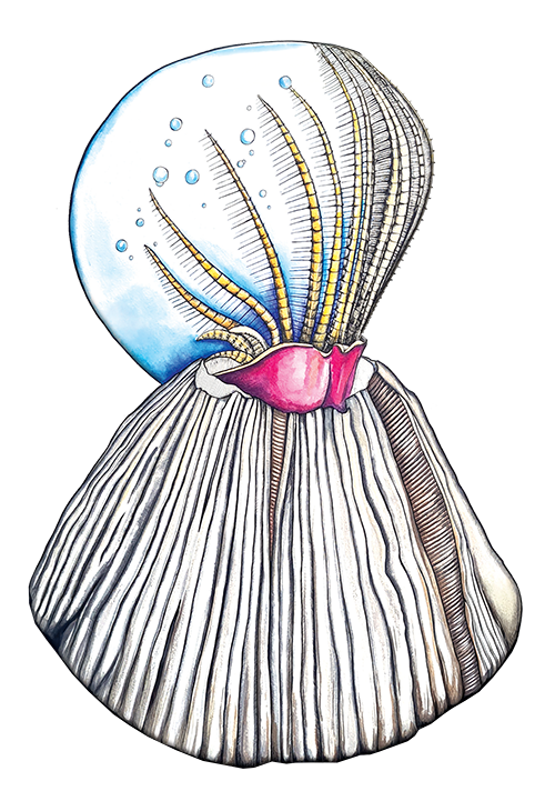 Barnacle_Drawing-Edit-Cutout DIGITAL